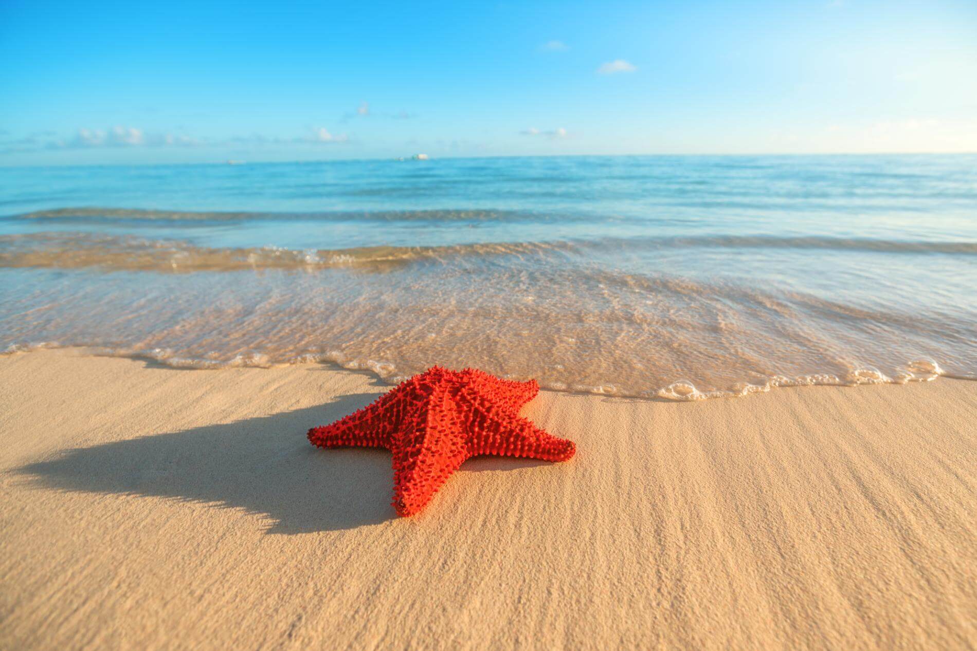 
חופים אקזוטיים
